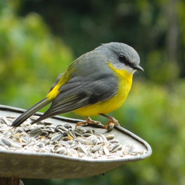 Yellow Breasted Bird