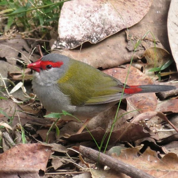 Red browed firetail finch